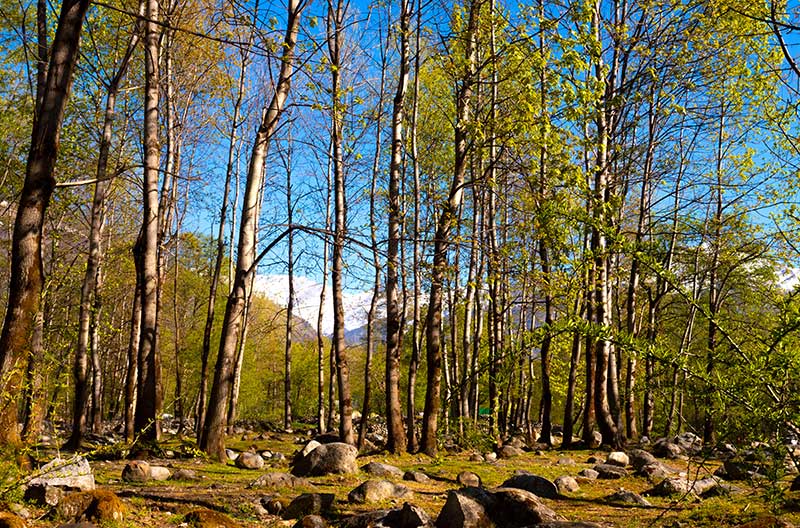 Beautiful view of Tree with Blue Sky Background ,Manali, Himachal Pradesh