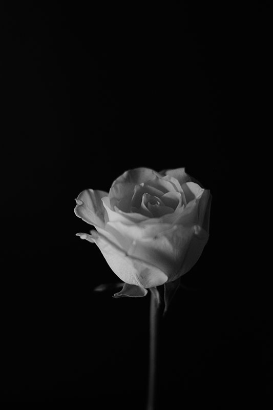 Beautiful White Rose with Black Background